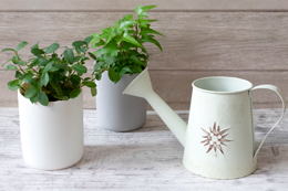 ���� �� ���� �̹���