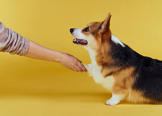 �ֿ� Ȱ��ó �̹���